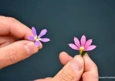 Here you see Scaevola Stardiva compared with a traditional Scaevola. Do you see the star shape?